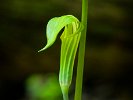 Jack-in-the-Pulpit_lg