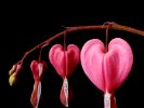 BleedingHearts