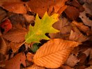 FallLeaves