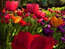 Tulips2
